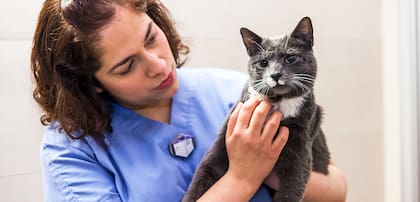 Cómo viajar con tu gato: consejos para una experiencia segura y feliz