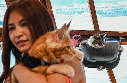 Cómo viajar con tu gato: consejos para una experiencia segura y feliz