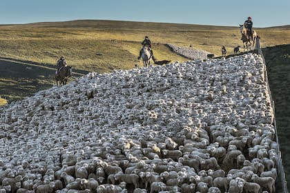 Compañías de Tierras del Sud Argentino está desarrollando un trabajo de mejoramiento genético en ovinos para el doble propósito: lana y carne.