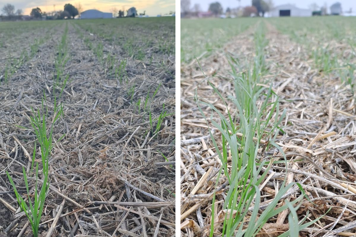 Comparación de cómo estaba el trigo en Rojas, Buenos Aires; a la izquierda, antes de las lluvias, y a la derecha, después