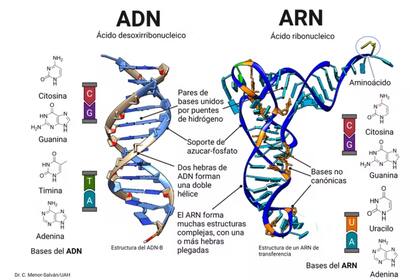 Comparación de las estructuras del ADN y el ARN. El ADN se considera un producto tardío de la evolución biológica. El ARN es posiblemente más antiguo, forma muchos tipos de estructuras y necesita nucleótidos no canónicos (en naranja) para ejercer su función