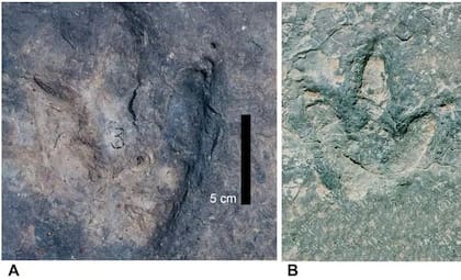 Comparación de las huellas de dinosaurio en Brasil y Camerún