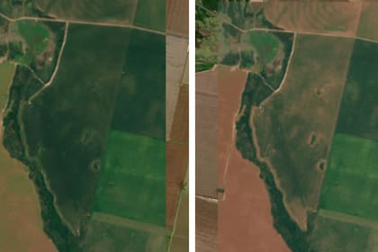 Comparación de un lote entre el 24 de marzo y el 29 de marzo en donde se ven los efectos de la enfermedad trasmitida pro la chicharrita