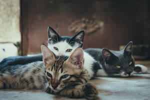 Compartir el hogar con varios gatos requiere garantizar su bienestar físico y emocional para prevenir contagios y enfermedades como la leucemia felina