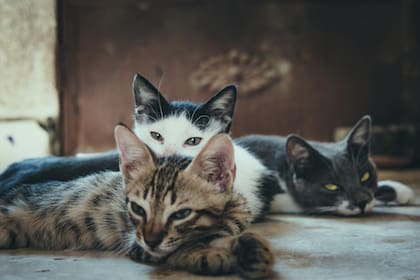 Compartir el hogar con varios gatos requiere garantizar su bienestar físico y emocional para prevenir contagios y enfermedades como la leucemia felina