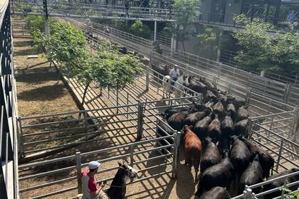 Competencia entre los lotes del MAG