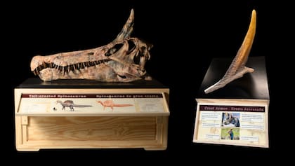 Componentes de la exposición diseñados para el Museo Infantil de Chicago: una recreación pintada del cráneo de S. mirabilis (izquierda) y una maqueta táctil y colorida de la cresta de cimitarra cubierta de queratina (derecha)