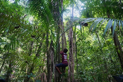 Comunidades afrodescendientes en Brasil luchan por títulos de tierras y preservación de la selva