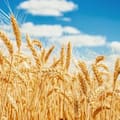 Anticipan otra gran cosecha de trigo para el país, pero acecha un temor