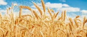 Anticipan otra gran cosecha de trigo para el país, pero acecha un temor