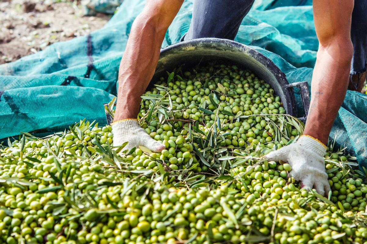 Con 30.000 hectáreas plantadas, La Rioja es la primera productora de aceitunas de mesa del país