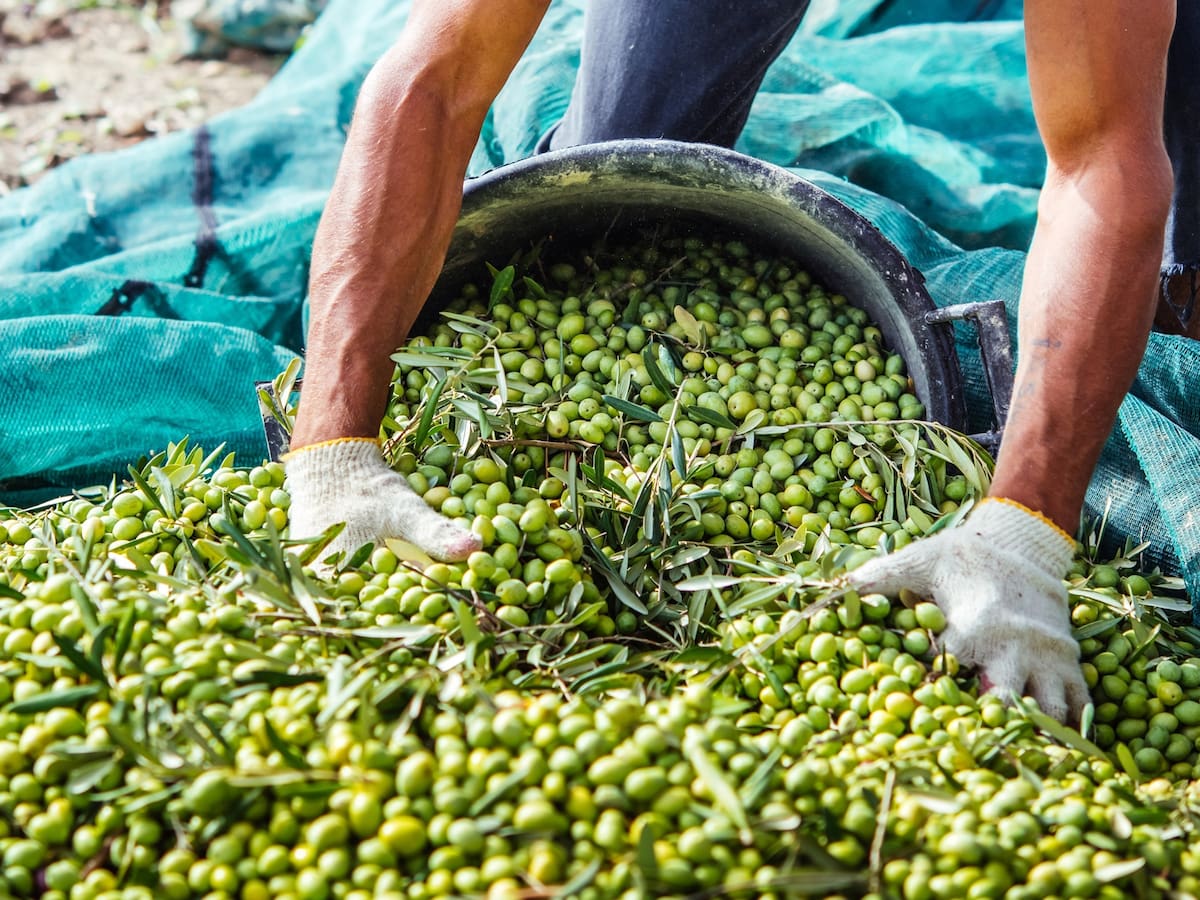 Olivicultura argentina. Un sector que se prepara para conquistar nuevos mercados - LA NACION