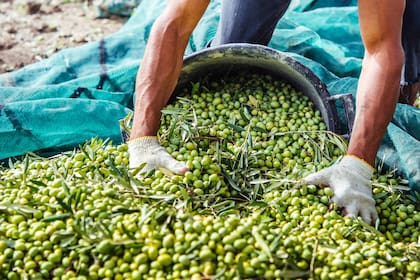 Con 30.000 hectáreas plantadas, La Rioja es la primera productora de aceitunas de mesa del país
