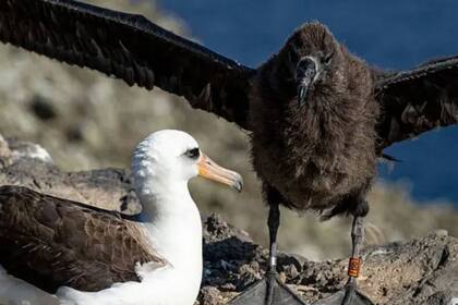 Con 4 meses el pollito de albatros patas negras es distinto al de un pollito de albatros de Laysan. Pero los padres adoptivos “ya tienen una relación con su pollito y les importa poco si su hijo les salió negro en lugar de blanco”.
