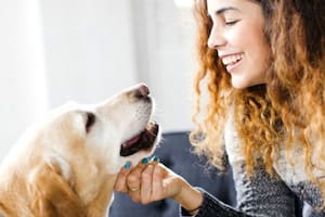 Con algunas medidas básicas, es posible reducir significativamente el riesgo de contraer una enfermedad por el contacto con las mascotas