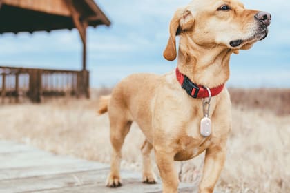 Con Amazon Sidewalk las mascotas podrían ser ubicadas en tiempo y espacio sin requerir de una conexión celular