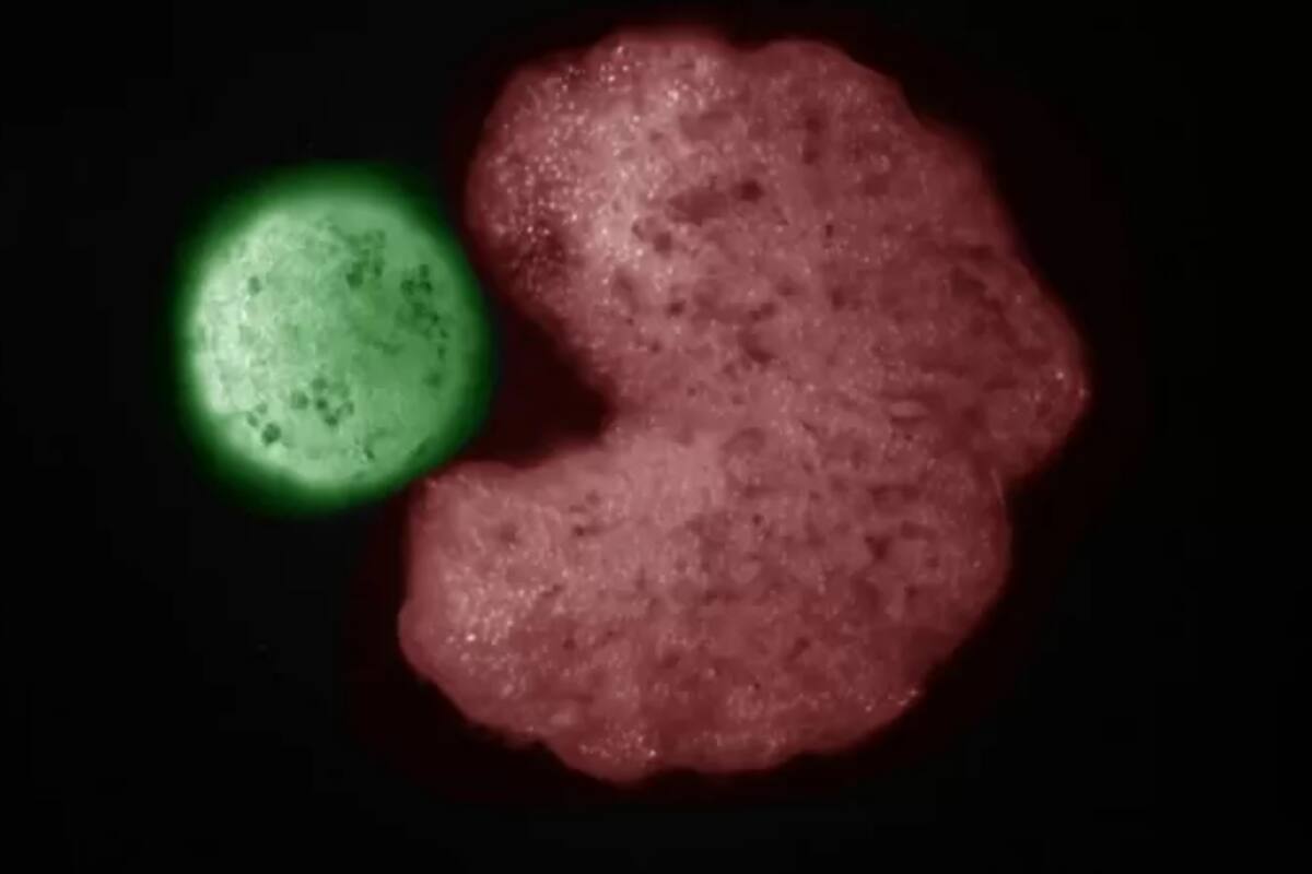 Con ayuda de inteligencia artificial, los investigadores produjeron xenobots con forma de Pacman, con muescas que parecen bocas