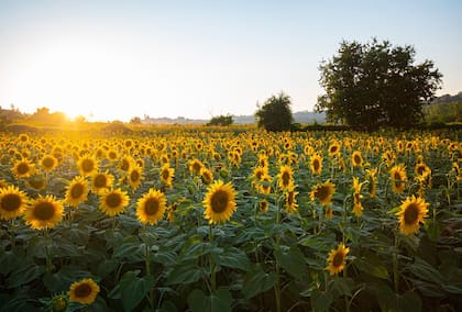 Con baja de retenciones, el crecimiento del girasol subiría a cerca de 9%.