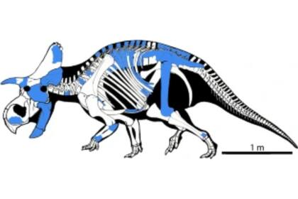 Con base en las últimas investigaciones, los investigadores determinaron que los fósiles representan una nueva especie