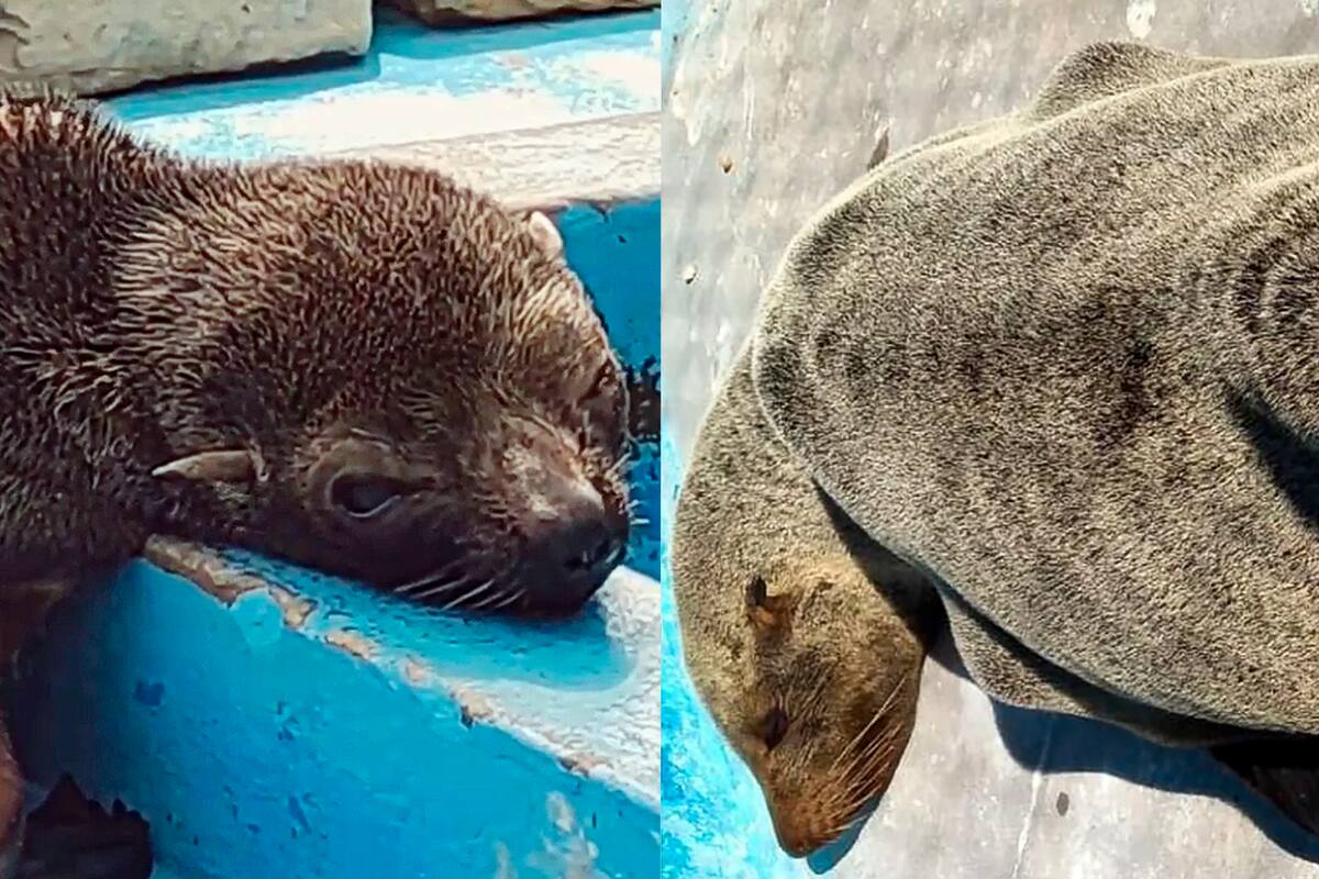 Con base en San Clemente del Tuyú, la Fundación Mundo Marino presentó su informe con los datos recogidos a lo largo del último año