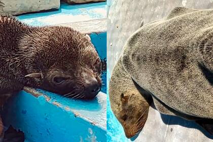 Con base en San Clemente del Tuyú, la Fundación Mundo Marino presentó su informe con los datos recogidos a lo largo del último año