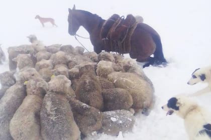 Con caballos y perros intentan arrear el ganado en los campos que en muchos lugares llega al metro de nieve