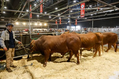 Con Caldén y Piquillín, de la raza San Ignacio y el tercer toro que trajeron es un ejemplar Tuli