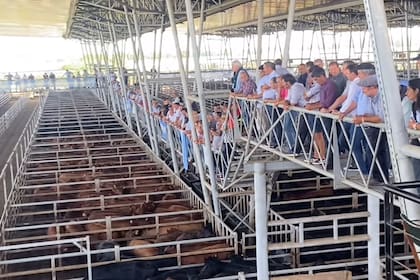 Con compradores abastecidos, las ventas se concretaran con poca competencia por parte de los operadores de compra y valores con bajas respecto a los registrados en la rueda de ayer en casi todas las categorías y clasificaciones