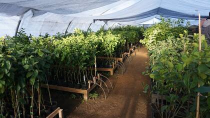 Con convenios con productores apuntan a tener una producción propia
