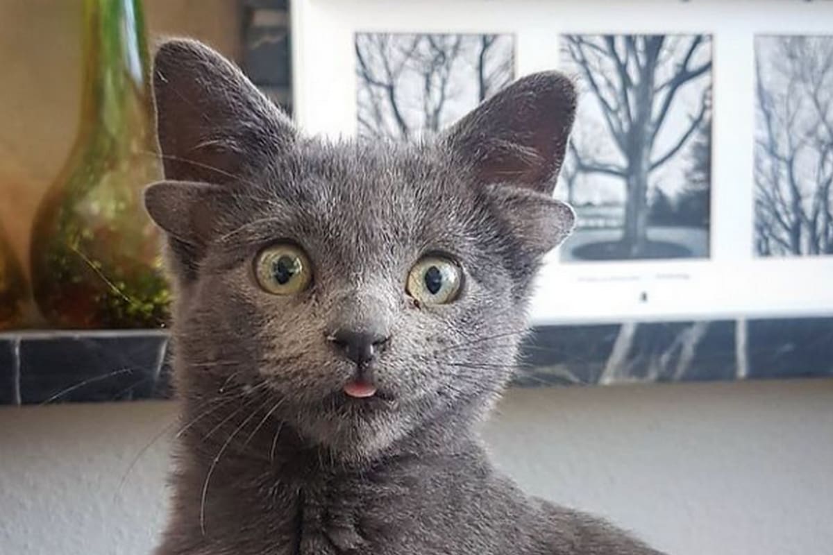 Con cuatro orejas y la lengua afuera: así es Midas, la gatita turca de cuatro meses que se convirtió en una celebridad en Instagram
