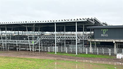 Con demanda sostenida, los operadores de compra buscaron los lotes de haciendas livianas mientras que los novillos registraron pérdidas en las cotizaciones