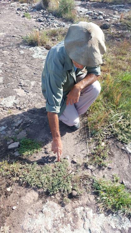 Con el apoyo de biólogos de la Universidad Nacional de Mar del Plata, en Paititi fueron identificando las especies de flora y fauna que habitan el lugar.