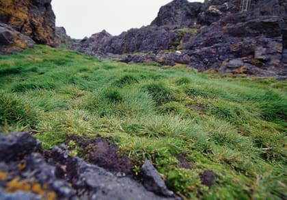 Con el aumento de las temperaturas, la Antártida está perdiendo su hielo y los pastos están prosperando, incluido el pasto invasivo.