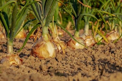 Con el aumento de los precios, las autoridades del país incautaron envíos ilegales de cebolla.