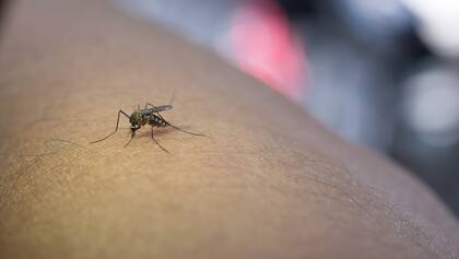 Con el calor, llega la proliferación de los mosquitos (Foto: Freepik)