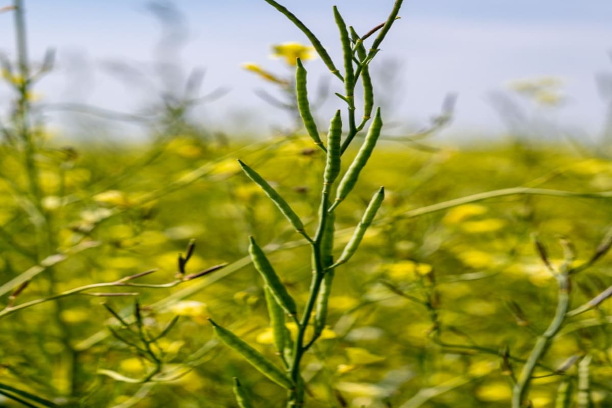 Con el cultivo de carinata se apunta a un esquema de trazabilidad para la exportación