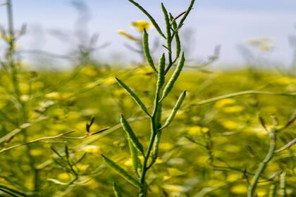 Con el cultivo de carinata se apunta a un esquema de trazabilidad para la exportación