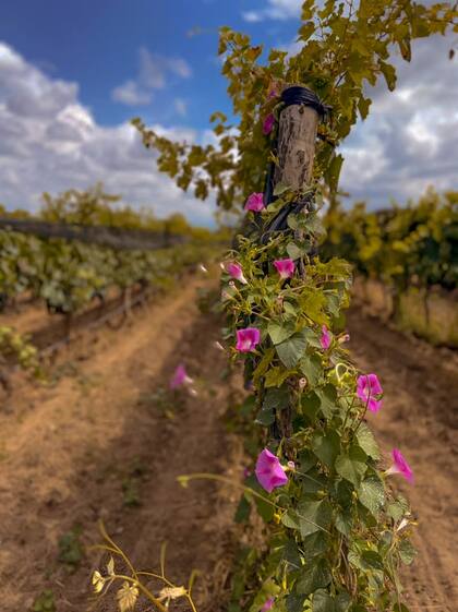 Con el inicio del trabajo orgánico surgió el nombre de la bodega, Flor Silvestre