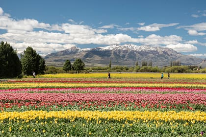 Con el marco de la cordillera, el campo de tulipanes se ilumina cada octubre con pinceladas de colores diferentes que tiñen las dos hectáreas y media dedicadas a su cultivo. Un gran cuadrado que se recorre por su perímetro y atrae a muchísima gente de todo el país para ver este espectáculo floral