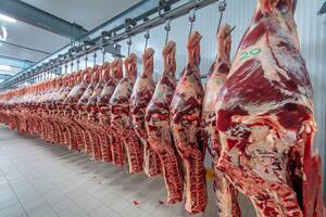 Con el nuevo volumen permitido a exportar por el Gobierno las ventas de todo 2021 quedarían en unas 610.000 toneladas res con hueso
