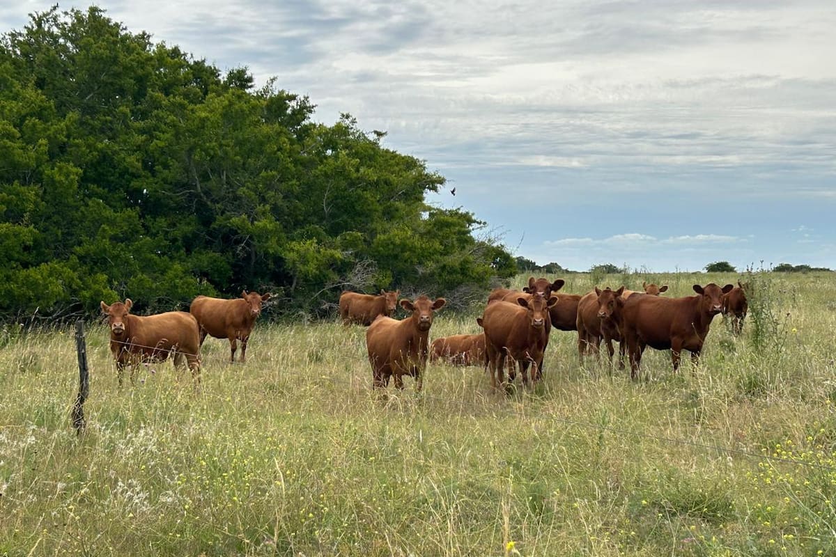 Con el objetivo de reducir el impacto del estrés calórico en los bovinos, es fundamental que los animales tengan acceso a la sombra, especialmente durante las horas críticas del mediodía y la tarde