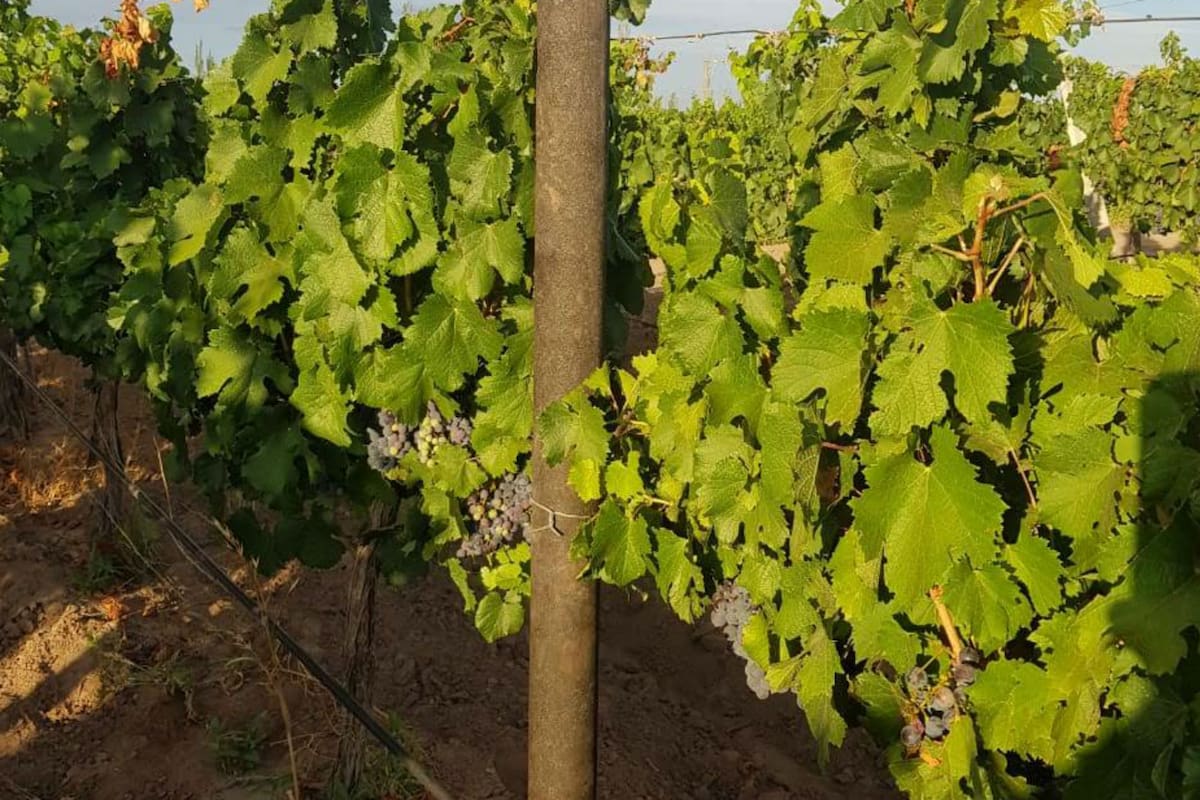 Con el plan de reciclaje de envases plásticos se busca ir reemplazando los cinco millones de postes de madera que se utilizan en la provincia