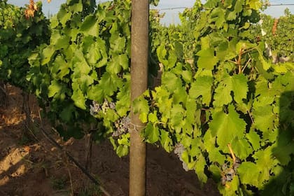 Con el plan de reciclaje de envases plásticos se busca ir reemplazando los cinco millones de postes de madera que se utilizan en la provincia