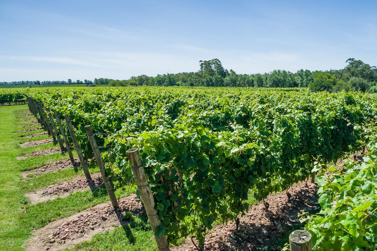 Con el protagonismo del tannat, su cepa insignia, la ruta del vino en este departamento uruguayo cuenta con más de veinte bodegas para degustar