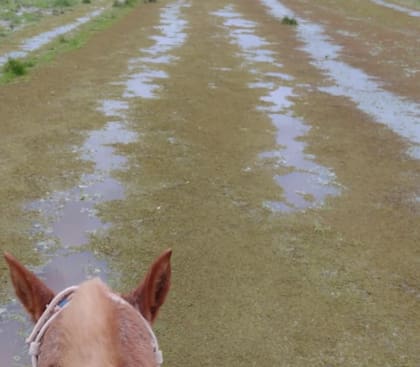 Con el río Uruguay alto, los arroyos que desembocan en su cuenca tienen dificultades para desagotar