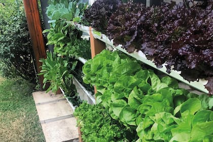 Con el sistema de hidroponía, los vegetales crecen más rápido que en cultivos tradicionales.