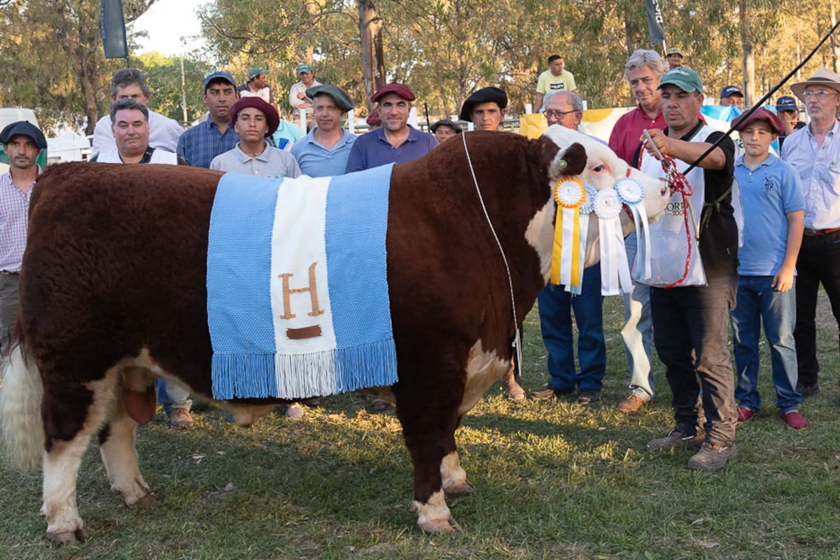 Con el toro Murmullos X1894 Bien Pensado T/E, la cabaña Los Murmullos obtuvo Gran Campeón Macho PP