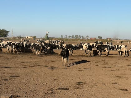 Con el transcurso del tiempo, el rodeo y el campo de los Monzoni fue creciendo hasta alcanzar actualmente 520 vacas en ordeño, distribuidas en dos fracciones que totalizan 800 hectáreas