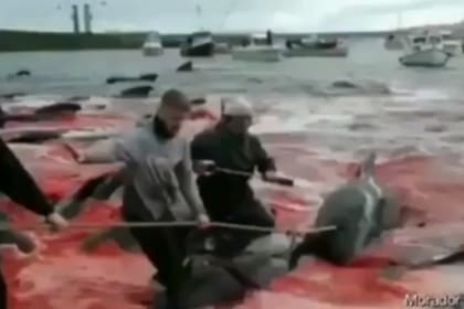 Con el video el ultraderechista quiso atacar al país nórdico por la caza de ballenas pero compartió un video de caza de delfines en las Islas Feroe, de Dinamarca