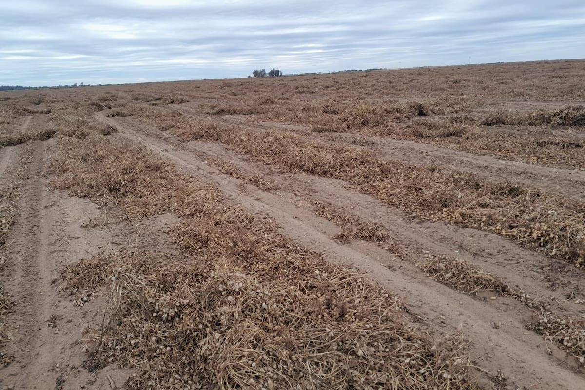 "Con el viento se desacomodaron las hileras y parte del cultivo quedó amontonado en los alambrados", dijo Luciano Gastaldi